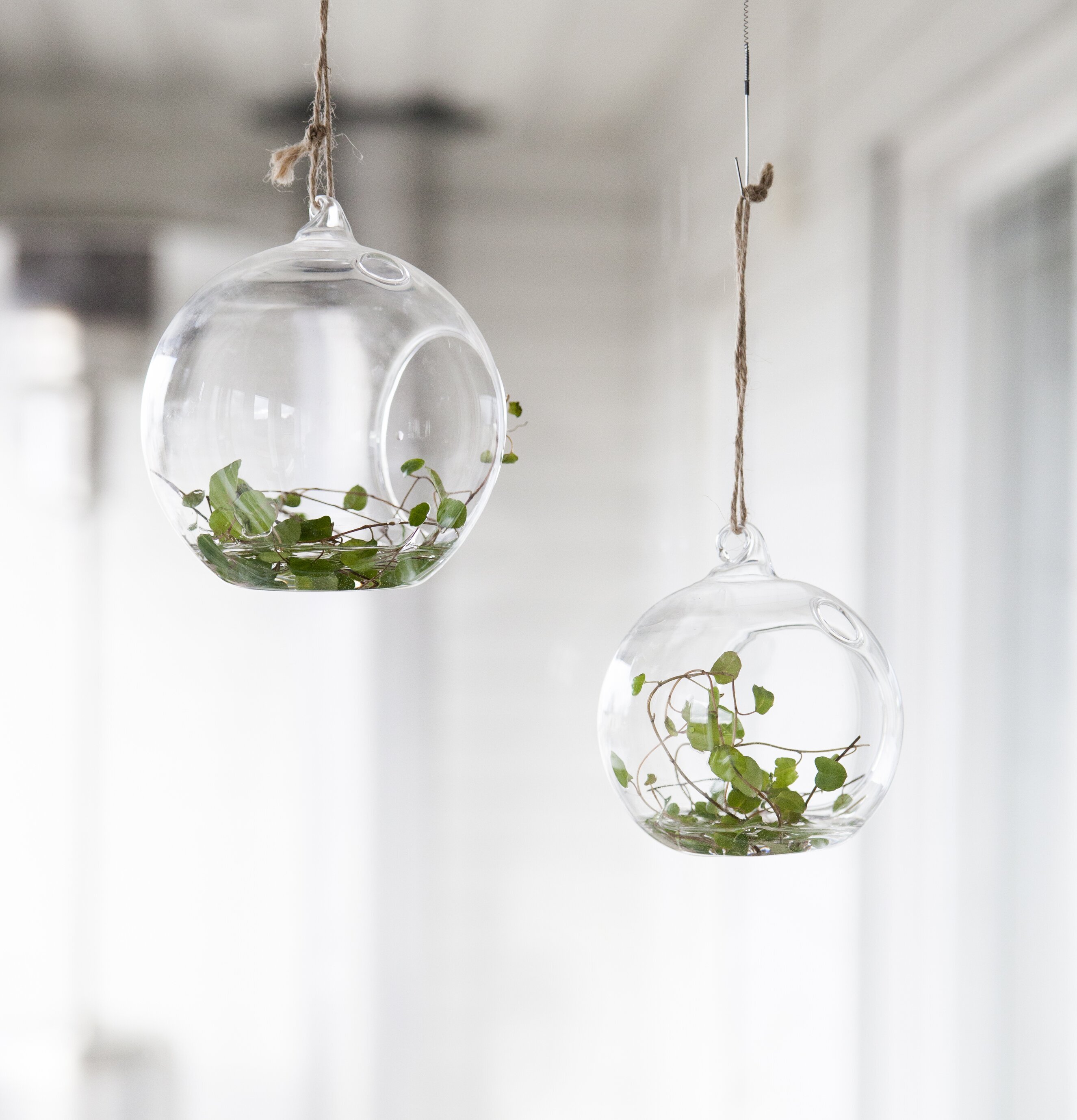 Bild av hängande glasklot med växter och ljusreflektioner