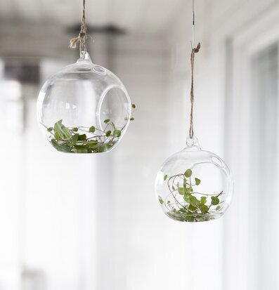 Bild av hängande glasklot med växter och ljusreflektioner