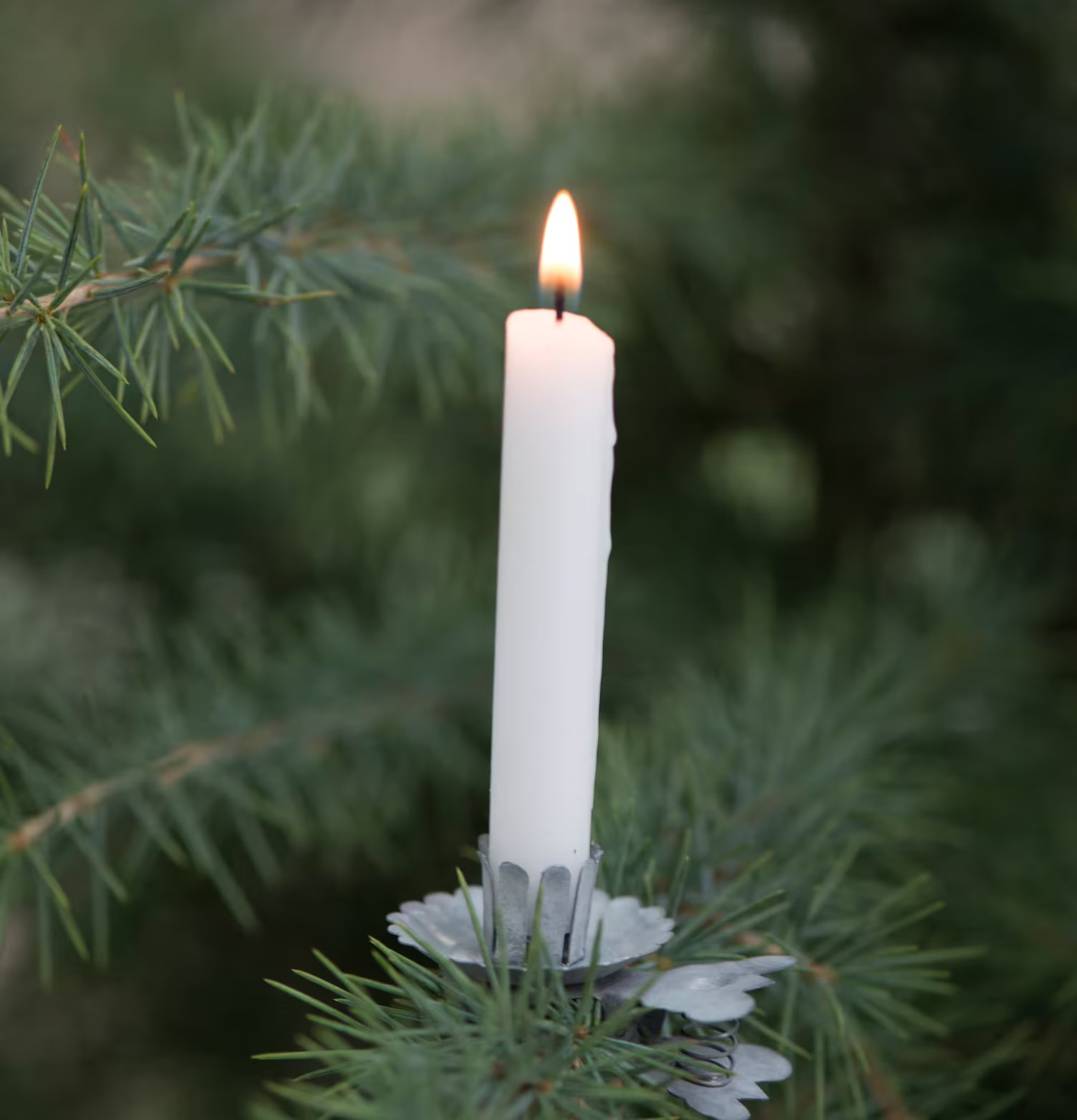 Bild av levande ljus på grangren med metallclips