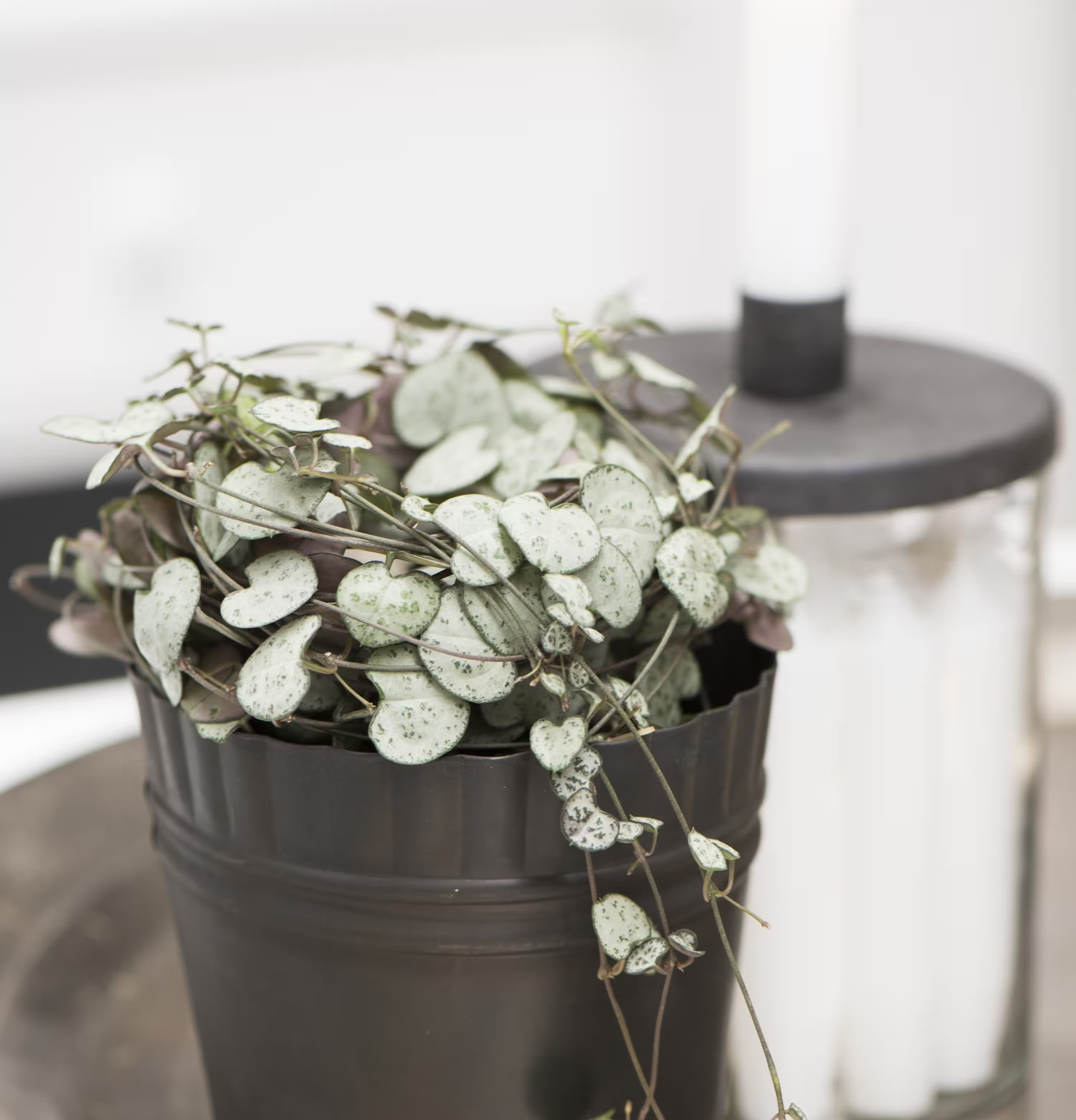 Bild av elegant ljusstake och växt i harmonisk miljö