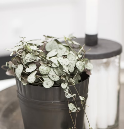 Bild av elegant ljusstake och växt i harmonisk miljö